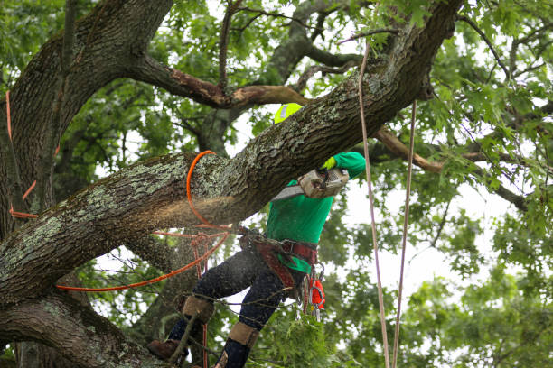Leaf Removal in Montauk, NY