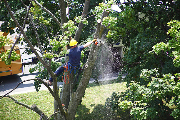 How Our Tree Care Process Works  in  Montauk, NY