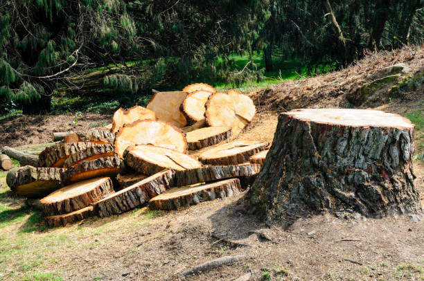 Montauk, NY Tree Care Company
